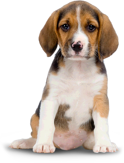 banner-dog-img